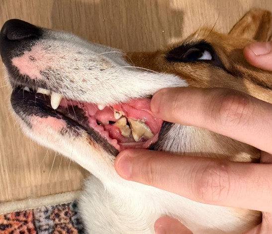 Dog showing signs of dental disease — yellowed teeth and gum inflammation